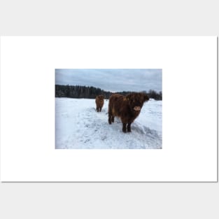Scottish Highland Cattle Calves 1865 Posters and Art